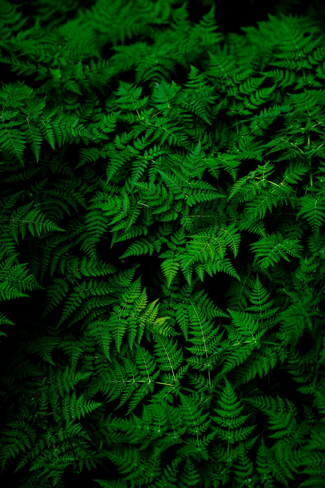 A close study of fern shapes and textures